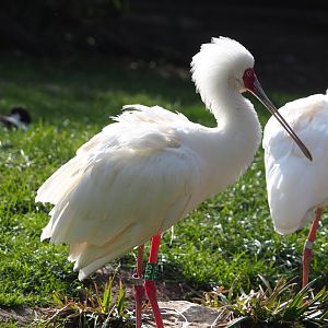 African spoonbill (Platalea alba), 2024-03-04