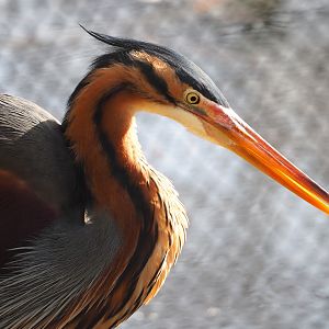 Purple heron (Ardea purpurea), 2024-03-04