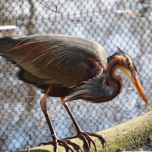 Purple heron (Ardea purpurea), 2024-03-04