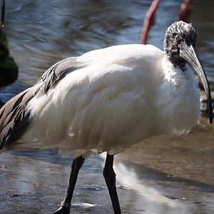 Madagascar sacred Ibis (Threskiornis bernieri), 2024-03-04