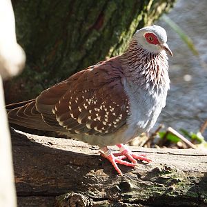 Speckled pigeon (Columba guinea), 2024-03-04