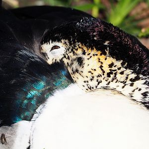 African comb duck (Sarkidiornis melanotos), 2024-03-04