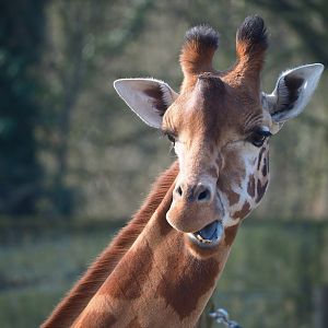 Kordofan giraffe (Giraffa camelopardalis antiquorum), 2024-03-04