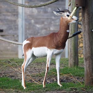 Mhorr gazelle (Nanger dama mhorr), 2024-03-04