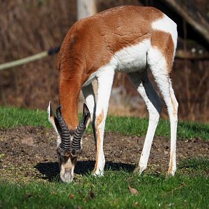 Mhorr gazelle (Nanger dama mhorr), 2024-03-04