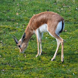 Saharan Dorcas gazelle (Gazella dorcas osiris), 2024-03-04