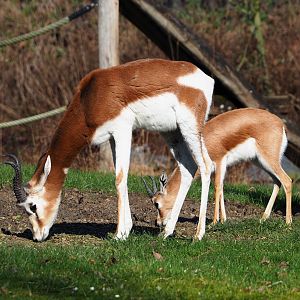 Mhorr gazelle (Nanger dama mhorr) and Saharan Dorcas gazelle (Gazella dorcas osiris), 2024-03-04