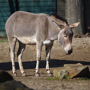 Somali wild ass (Equus africanus somaliensis), 2024-03-04