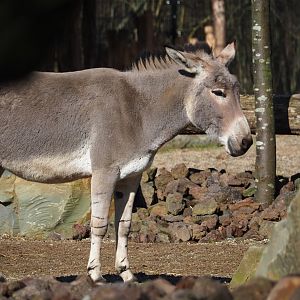 Somali wild ass (Equus africanus somaliensis), 2024-03-04