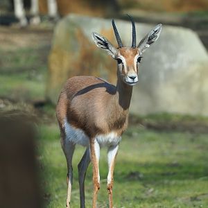 Saharan Dorcas gazelle (Gazella dorcas osiris), 2024-03-04