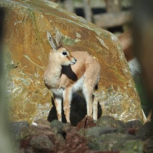 Saharan Dorcas gazelle (Gazella dorcas osiris), 2024-03-04