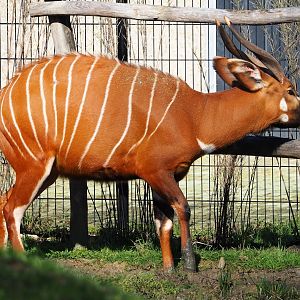 Mountain bongo (Tragelaphus eurycerus isaaci), 2024-03-04