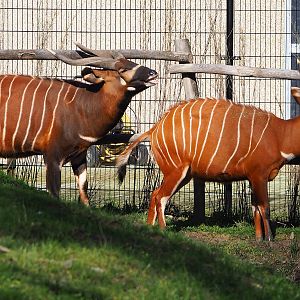 Mountain bongos (Tragelaphus eurycerus isaaci), 2024-03-04