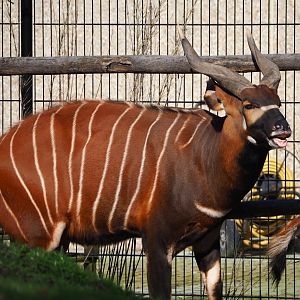Mountain bongo (Tragelaphus eurycerus isaaci), 2024-03-04