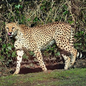 South African cheetah (Acinonyx jubatus jubatus), 2024-03-04