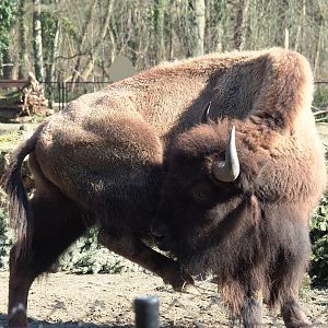 American Plains bison (Bison bison bison), 2024-03-04