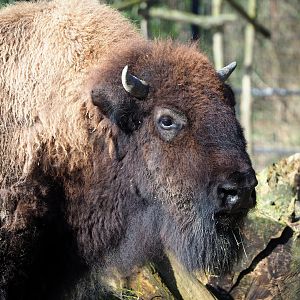American Plains bison (Bison bison bison), 2024-03-04