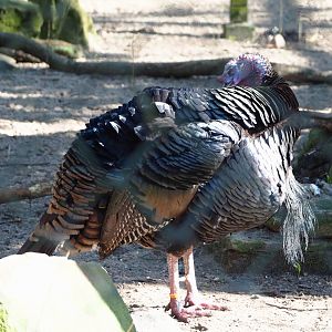 Wild turkey (Meleagris gallopavo), 2024-03-04