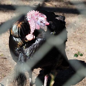 Wild turkey (Meleagris gallopavo), 2024-03-04