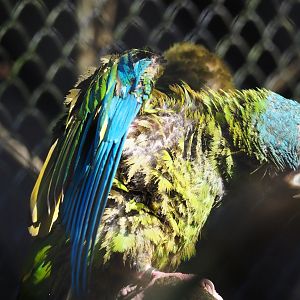 Blue-headed macaw (Primolius couloni), 2024-03-04
