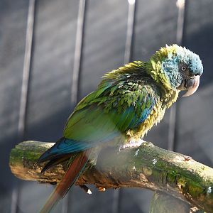 Blue-headed macaw (Primolius couloni), 2024-03-04