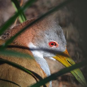 Giant wood rail (Aramides ypecaha), 2024-03-04