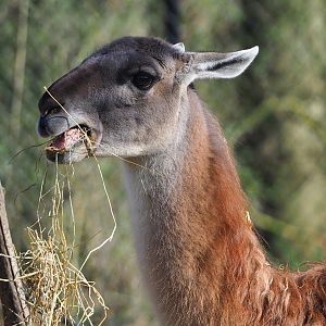 Guanaco (Lama guanicoe), 2024-03-04