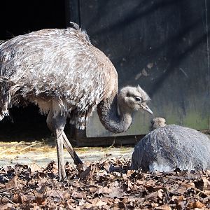 Darwin's rheas (Rhea pennata), 2024-03-04