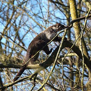 White-nosed coat (Nasua narica), 2024-03-04