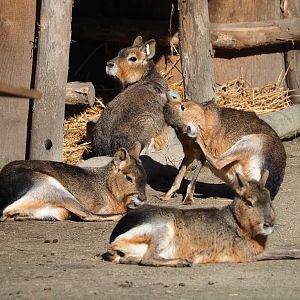 Patagonian maras (Dolichotis patagonum), 2024-03-04