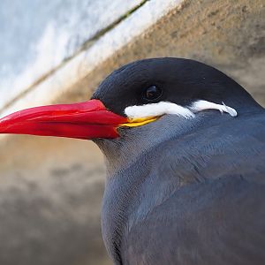 Inca tern (Larosterna inca), 2024-03-04