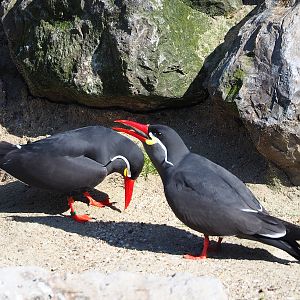 Inca terns (Larosterna inca), 2024-03-04