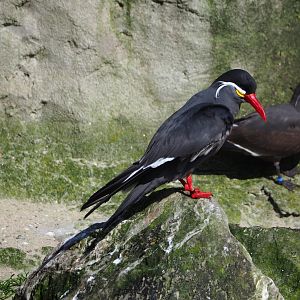 Inca tern (Larosterna inca), 2024-03-04