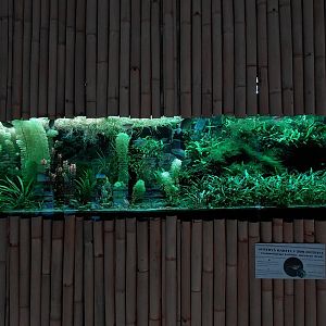 Saola restaurant - aquarium