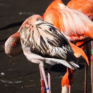 American flamingo (Phoenicopterus ruber), 2024-03-04