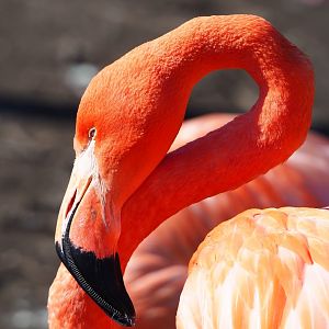 American flamingo (Phoenicopterus ruber), 2024-03-04