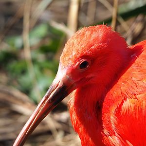 Scarlet ibis (Eudocimus ruber), 2024-03-04