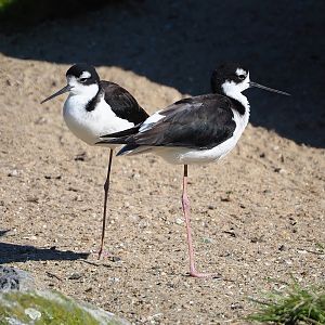 Black-necked stilts (Himantopus mexicanus mexicanus), 2024-03-04