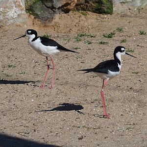 Black-necked stilts (Himantopus mexicanus mexicanus), 2024-03-04