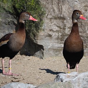 Southern black-bellied whistling ducks (Dendrocygna autumnalis autumnalis), 2024-03-04