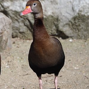 Southern black-bellied whistling duck (Dendrocygna autumnalis autumnalis), 2024-03-04