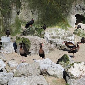 Humboldt penguins (Spheniscus humboldti) and Southern black-bellied whistling ducks (Dendrocygna autumnalis autumnalis), 2024-03-04