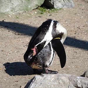 Humboldt penguin (Spheniscus humboldti), 2024-03-04