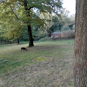 Visayan spotted deer exhibit