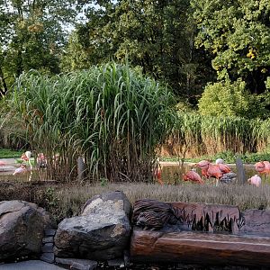 American flamingo outdoor exhibit