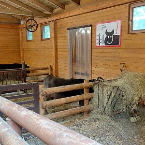 Domestic cattle indoor exhibit