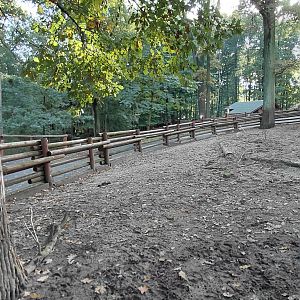 Domestic cattle outdoor exhibit