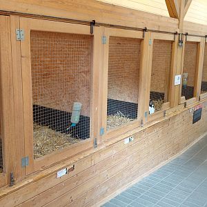 Domestic rabbit exhibits