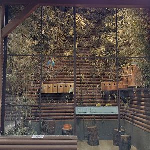 Common parakeet exhibit