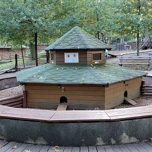 Domestic guinea pig exhibit